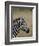 Grants Zebra, Masai Mara National Reserve-James Hager-Framed Photographic Print