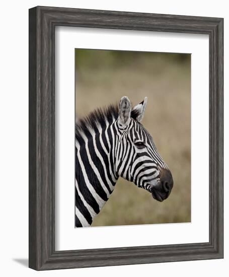 Grants Zebra, Masai Mara National Reserve-James Hager-Framed Photographic Print
