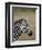 Grants Zebra, Masai Mara National Reserve-James Hager-Framed Photographic Print