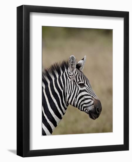 Grants Zebra, Masai Mara National Reserve-James Hager-Framed Photographic Print