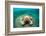 Granular Starfish (Choriaster Granulatus)-Reinhard Dirscherl-Framed Photographic Print