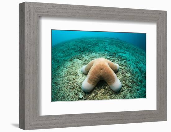 Granular Starfish (Choriaster Granulatus)-Reinhard Dirscherl-Framed Photographic Print