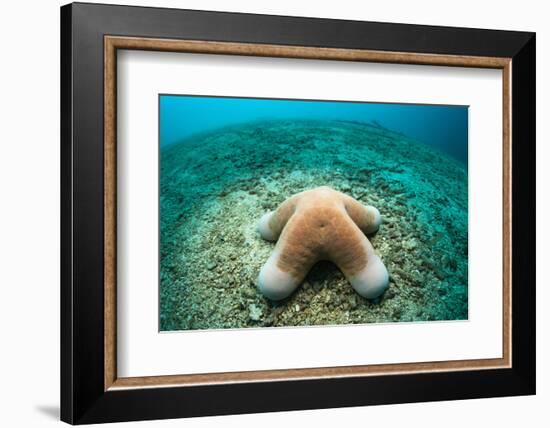 Granular Starfish (Choriaster Granulatus)-Reinhard Dirscherl-Framed Photographic Print