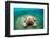 Granular Starfish (Choriaster Granulatus)-Reinhard Dirscherl-Framed Photographic Print