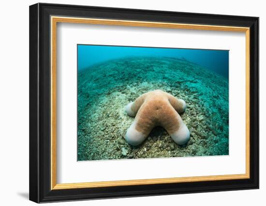 Granular Starfish (Choriaster Granulatus)-Reinhard Dirscherl-Framed Photographic Print