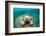 Granular Starfish (Choriaster Granulatus)-Reinhard Dirscherl-Framed Photographic Print