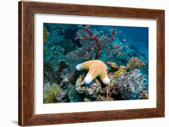 Granulated Seastar-Georgette Douwma-Framed Photographic Print