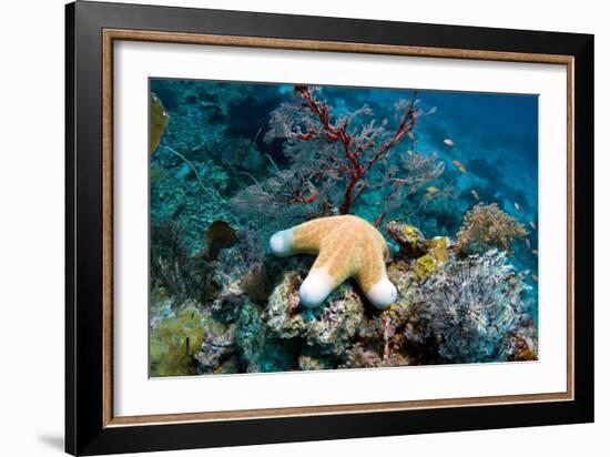 Granulated Seastar-Georgette Douwma-Framed Photographic Print