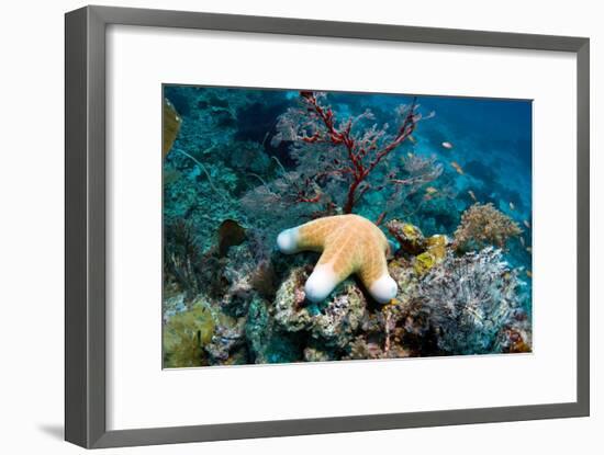 Granulated Seastar-Georgette Douwma-Framed Photographic Print