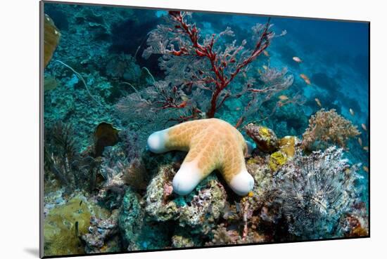 Granulated Seastar-Georgette Douwma-Mounted Photographic Print