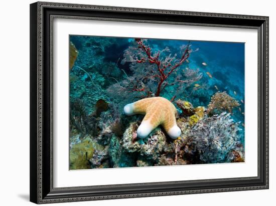 Granulated Seastar-Georgette Douwma-Framed Photographic Print