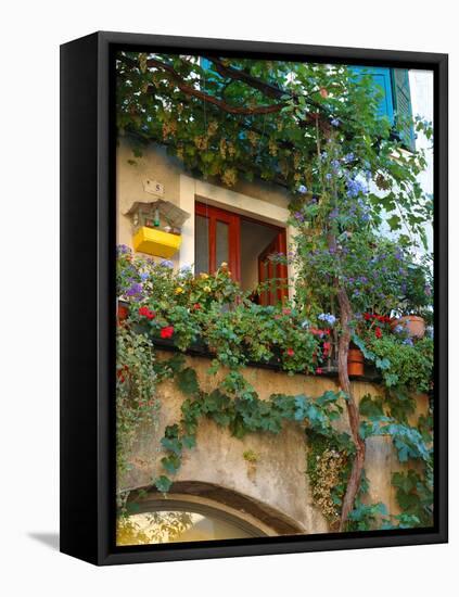 Grape Arbor and Flowers, Lake Garda, Malcesine, Italy-Lisa S^ Engelbrecht-Framed Premier Image Canvas