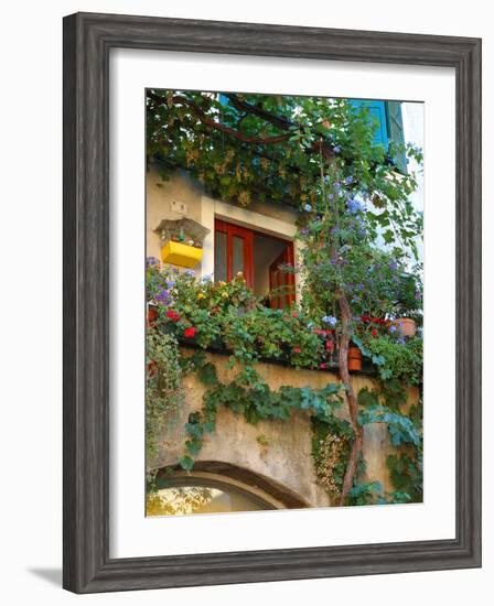 Grape Arbor and Flowers, Lake Garda, Malcesine, Italy-Lisa S^ Engelbrecht-Framed Photographic Print