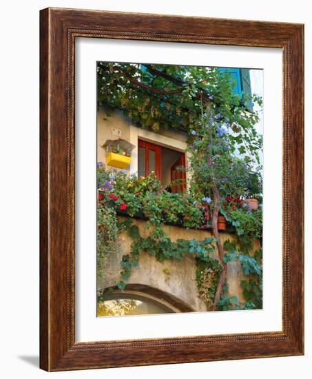 Grape Arbor and Flowers, Lake Garda, Malcesine, Italy-Lisa S^ Engelbrecht-Framed Photographic Print