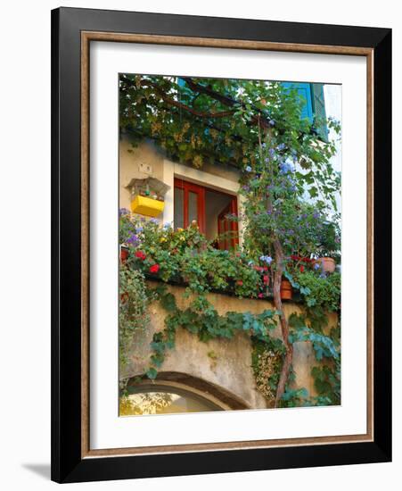 Grape Arbor and Flowers, Lake Garda, Malcesine, Italy-Lisa S^ Engelbrecht-Framed Photographic Print