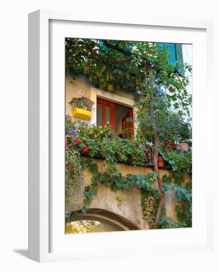 Grape Arbor and Flowers, Lake Garda, Malcesine, Italy-Lisa S^ Engelbrecht-Framed Photographic Print