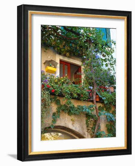 Grape Arbor and Flowers, Lake Garda, Malcesine, Italy-Lisa S^ Engelbrecht-Framed Photographic Print