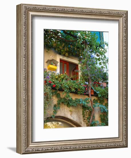 Grape Arbor and Flowers, Lake Garda, Malcesine, Italy-Lisa S^ Engelbrecht-Framed Photographic Print