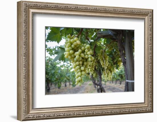 Grape at a Vineyard in San Joaquin Valley, California, United States of America, North America-Yadid Levy-Framed Photographic Print