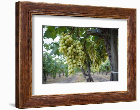 Grape at a Vineyard in San Joaquin Valley, California, United States of America, North America-Yadid Levy-Framed Photographic Print