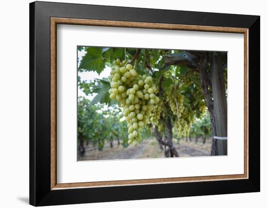 Grape at a Vineyard in San Joaquin Valley, California, United States of America, North America-Yadid Levy-Framed Photographic Print