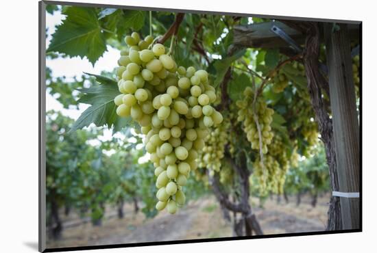 Grape at a Vineyard in San Joaquin Valley, California, United States of America, North America-Yadid Levy-Mounted Photographic Print