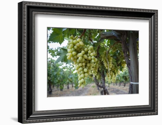 Grape at a Vineyard in San Joaquin Valley, California, United States of America, North America-Yadid Levy-Framed Photographic Print