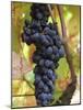 Grape Bunch in Vineyard, Domaine Pech-Redon, Coteaux Du Languedoc La Clape-Per Karlsson-Mounted Photographic Print