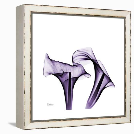 Grape Calla Lilies 1-Albert Koetsier-Framed Stretched Canvas