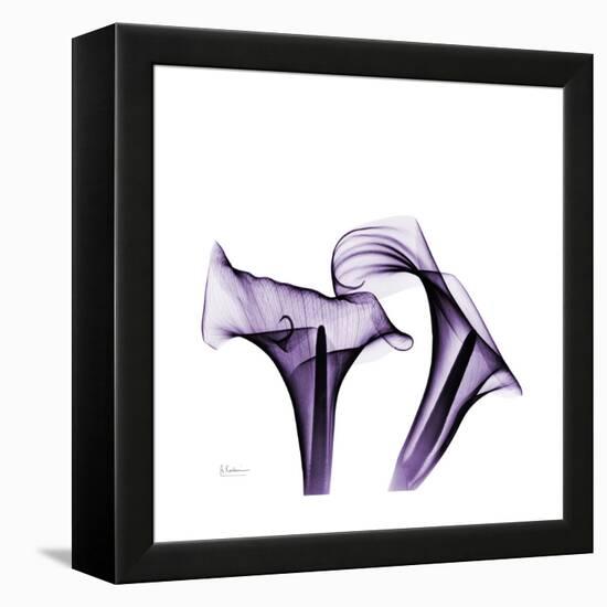 Grape Calla Lilies 1-Albert Koetsier-Framed Stretched Canvas