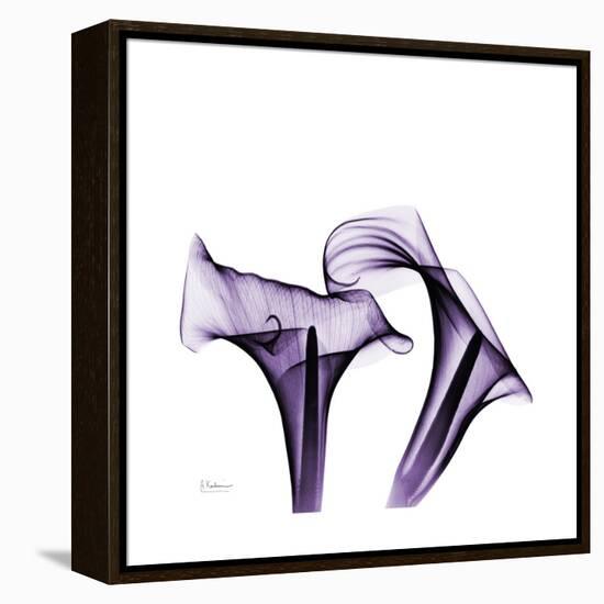 Grape Calla Lilies 1-Albert Koetsier-Framed Stretched Canvas