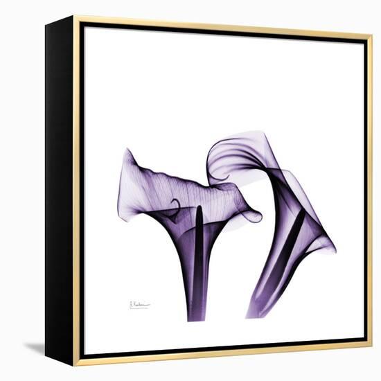 Grape Calla Lilies 1-Albert Koetsier-Framed Stretched Canvas