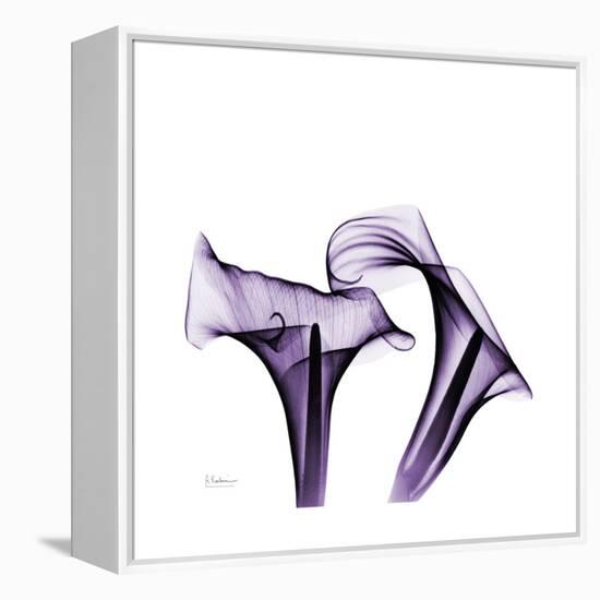 Grape Calla Lilies 1-Albert Koetsier-Framed Stretched Canvas