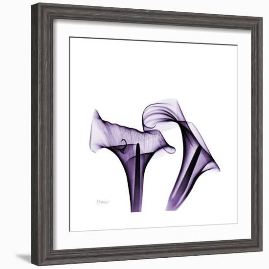 Grape Calla Lilies 1-Albert Koetsier-Framed Premium Giclee Print