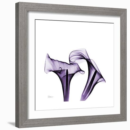 Grape Calla Lilies 1-Albert Koetsier-Framed Premium Giclee Print