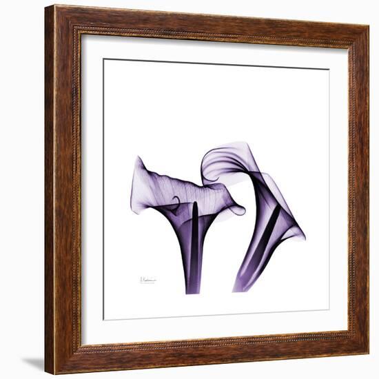 Grape Calla Lilies 1-Albert Koetsier-Framed Premium Giclee Print