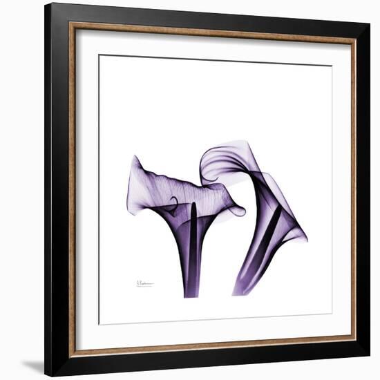 Grape Calla Lilies 1-Albert Koetsier-Framed Premium Giclee Print