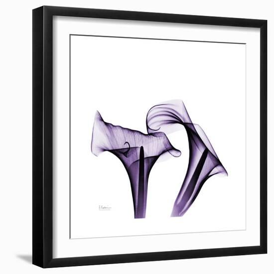 Grape Calla Lilies 1-Albert Koetsier-Framed Premium Giclee Print