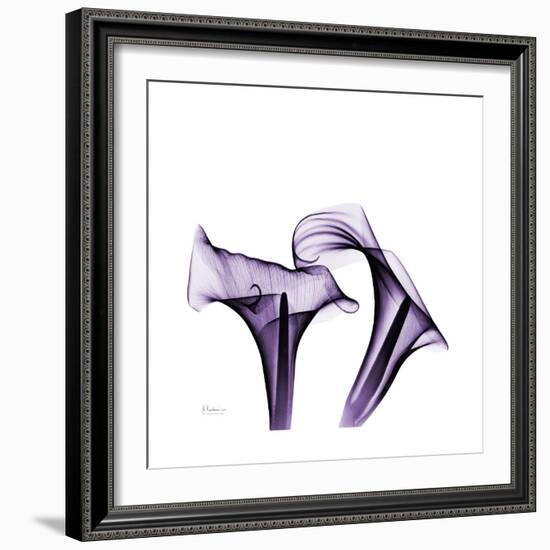 Grape Calla Lilies 1-Albert Koetsier-Framed Premium Giclee Print