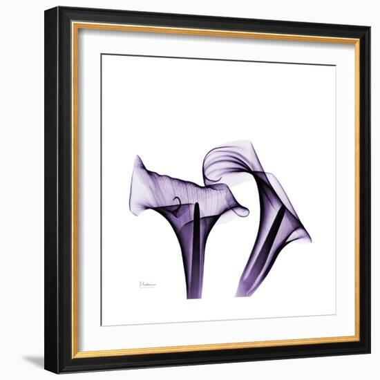 Grape Calla Lilies 1-Albert Koetsier-Framed Premium Giclee Print