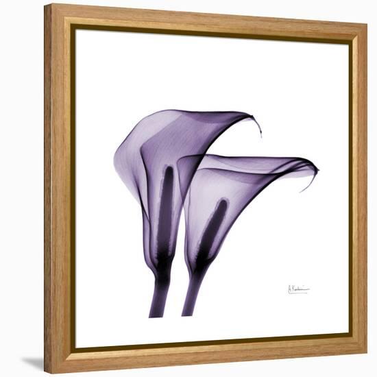 Grape Calla Lilies 2-Albert Koetsier-Framed Stretched Canvas