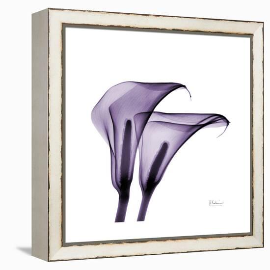 Grape Calla Lilies 2-Albert Koetsier-Framed Stretched Canvas