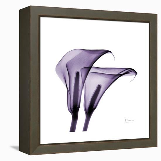 Grape Calla Lilies 2-Albert Koetsier-Framed Stretched Canvas