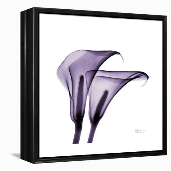 Grape Calla Lilies 2-Albert Koetsier-Framed Stretched Canvas