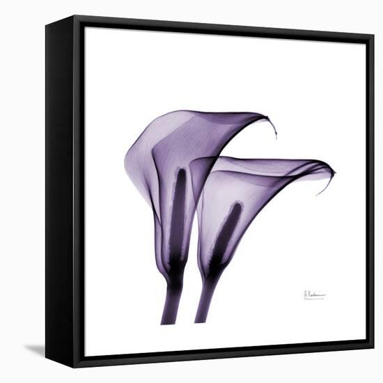 Grape Calla Lilies 2-Albert Koetsier-Framed Stretched Canvas