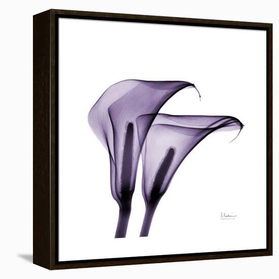 Grape Calla Lilies 2-Albert Koetsier-Framed Stretched Canvas