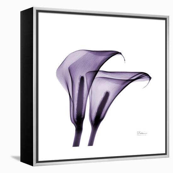 Grape Calla Lilies 2-Albert Koetsier-Framed Stretched Canvas