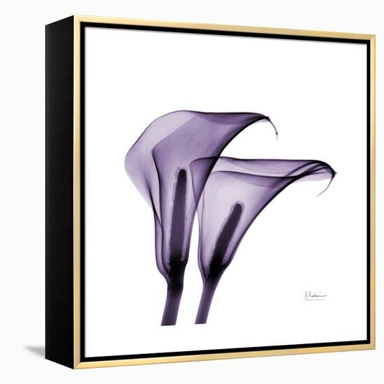 Grape Calla Lilies 2-Albert Koetsier-Framed Stretched Canvas