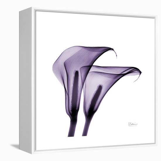 Grape Calla Lilies 2-Albert Koetsier-Framed Stretched Canvas