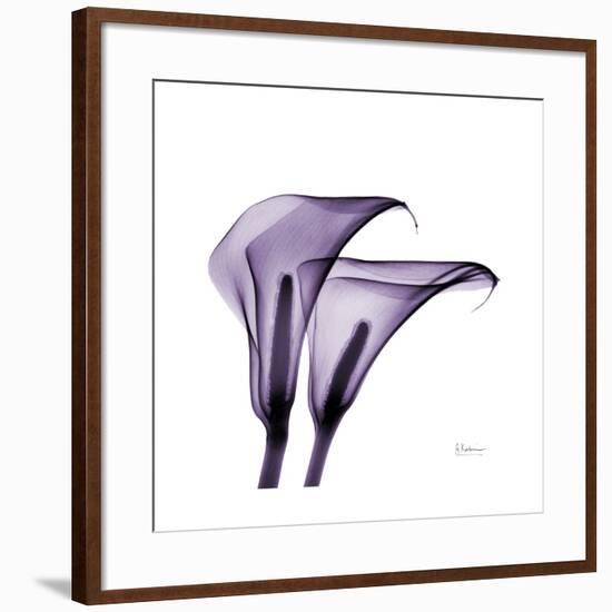 Grape Calla Lilies 2-Albert Koetsier-Framed Premium Giclee Print